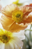 Poppy, Papaver nudicaule, Icelandic Poppy, Papaver croceum.