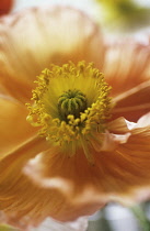 Poppy, Papaver nudicaule, Icelandic Poppy, Papaver croceum.