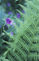 Fern, Bracken, Pteridium aquilinum.