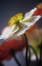 Poppy, Papaver nudicaule, Icelandic Poppy, Papaver croceum.