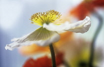 Poppy, Papaver nudicaule, Icelandic Poppy, Papaver croceum.