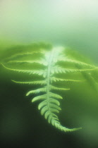 Fern.