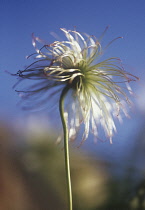 Pasque flower, Pulsatilla vulgaris.