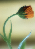 Marigold, Calendula officinalis.