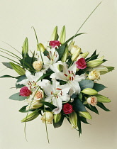 Lily, Lilium 'Casa Blanca'.