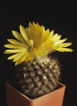 Cactus, Parodia formosa.