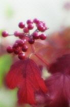 Viburnum.