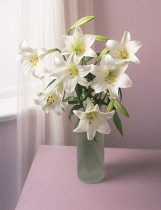 Lily, Easter lily, Lilium longiflorum.