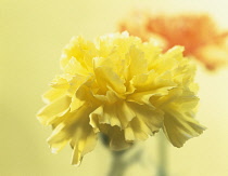 Carnation, Dianthus.