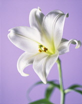 Lily, Easter lily, Lilium longiflorum.