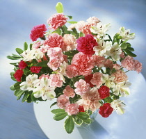 Carnation, Dianthus.