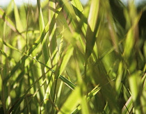 Reedcanarygrass, Phalaris arundinacea 'Feesy'.