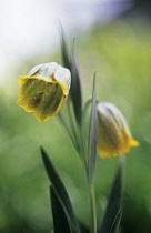 Fritillary, Fritillaria crassifolia.