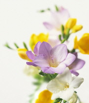 Freesia.