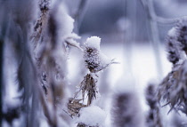 Sea Holly, Miss Wilmott's ghost, Eryngium giganteum 'Miss Wilmott's ghost'.