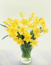 Daffodil, Narcissus.