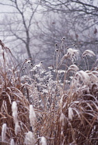 Fennel, Foeniculum vulgare.