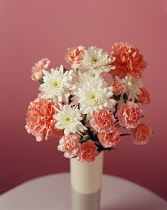 Carnation, Dianthus.