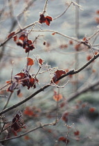 Viburnum, Viburnum opulus.