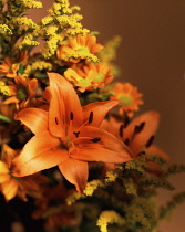 Lily, Oriental lily, Lilium.