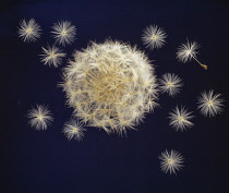 Dandelion clock, Taraxacum officinale.