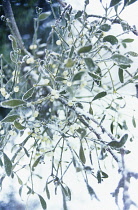 Mistletoe, Viscum album.