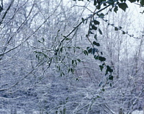 Mistletoe, Viscum album.