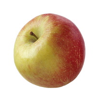 Apple, Malus domestica.