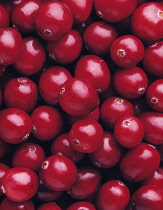 Cranberry, Vaccinium oxycoccos.