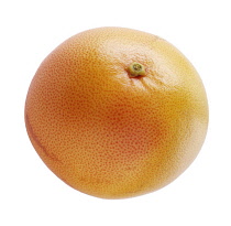 Grapefruit, Citrus paradisi.
