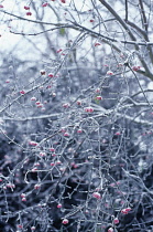 Spindle Tree, Euonymus europaeus.