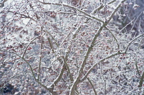 Spindle Tree, Euonymus europaeus.