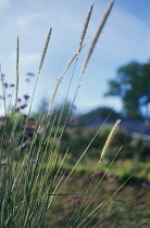 African Feather Grass, Pennisetum macrourum.