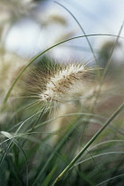 Oriental Fountain Grass, Pennisetum orientale.