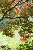 Japanese Maple, Acer palmatum.