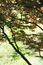 Japanese Maple, Acer palmatum.