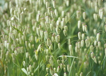 Quaking grass, Briza maxima.