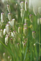 Quaking grass, Briza maxima.