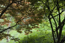 Japanese Maple, Acer palmatum.