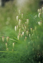 Quaking grass, Briza maxima.