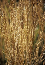 Feather reed grass, Calamogrostis x acutiflora 'Karl Foerster'.