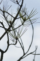 Pine, Fir, Spruce, Picea.