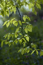 Oak, Algerian, Algerian oak, Quercus canariensis.