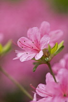 Azalea, Rhododendron.