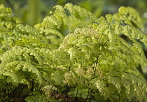 Fern, Maidenhair fern, Adiantum raddianum.