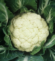 Cauliflower, Brassica oleracea botrytis.