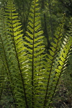 Fern, Wallich's wood fern, Dryopteris wallichiana.