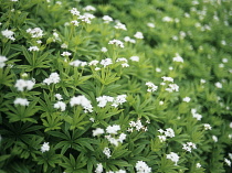 Woodruff, Sweet woodruff, Asperula odorata Galiumodoratum.