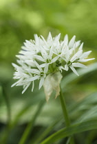 Wildgarlic, Ramsons, Allium ursinum.