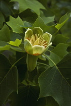 Tuliptree, Liriodendron tulipifera.